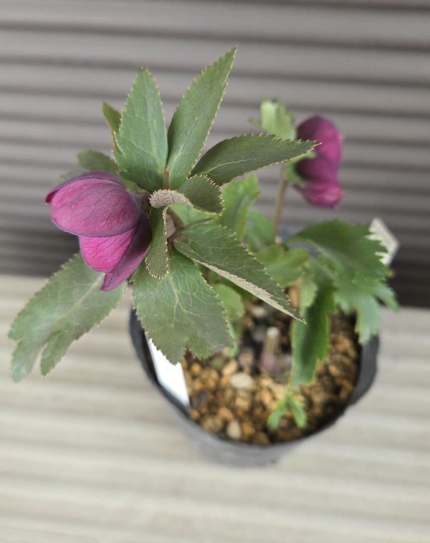 まい様お取り置き専用　 加藤農園 認定【アンティークモーリー】sd