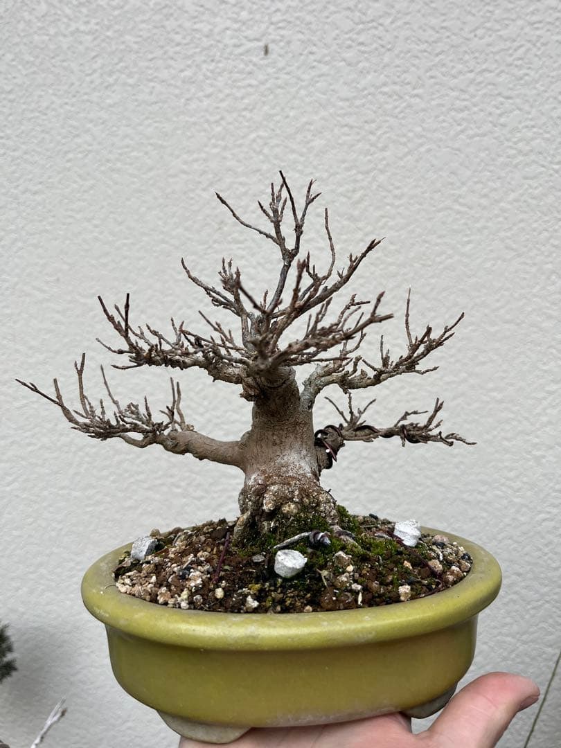 楓盆栽　手のひらサイズカエデ