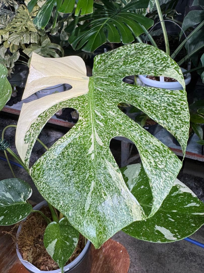 ご*ら様 2-1モンステラ　タイコンステレーション　スターライト