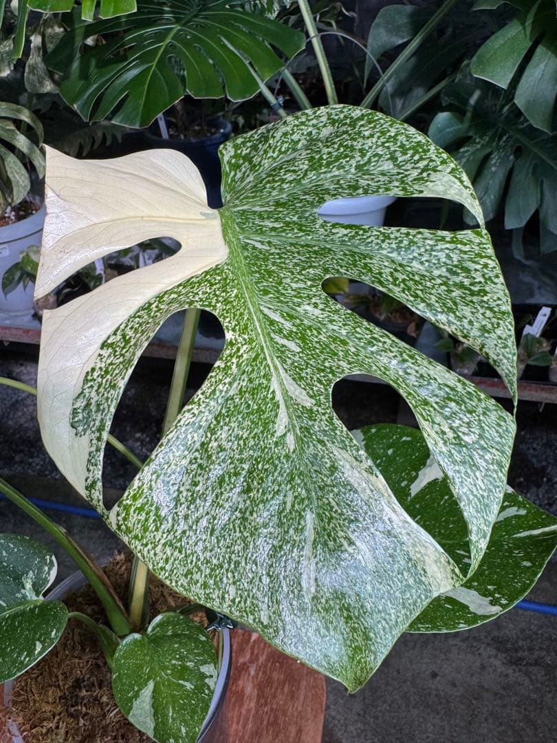 ご*ら様 2-1モンステラ　タイコンステレーション　スターライト