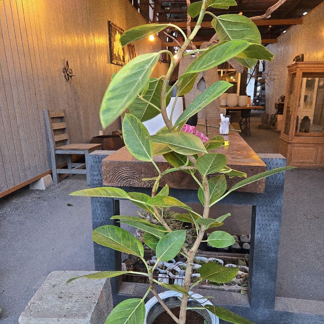 ②　フィカス　アルテシマ　曲がり仕立て8号　特大苗木最高等級極上品‼️