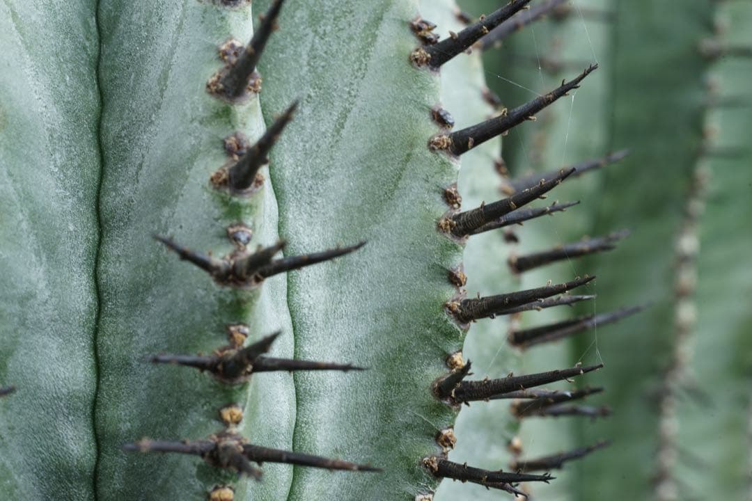 作例付き　ELICAR V-HQ MACRO 55mm F2.8 管mpr