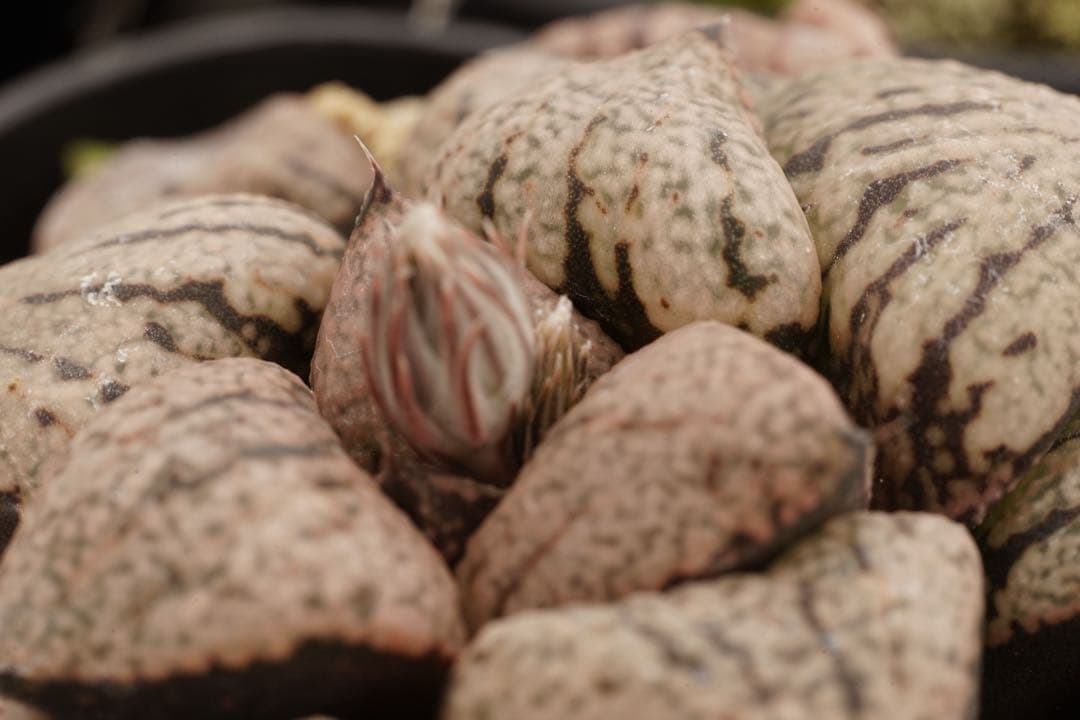 作例付き　ELICAR V-HQ MACRO 55mm F2.8 管mpr