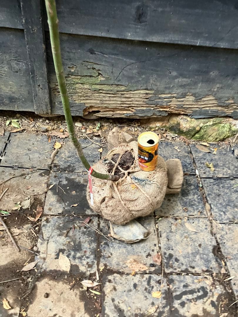 203 山採り　コハウチワカエデ