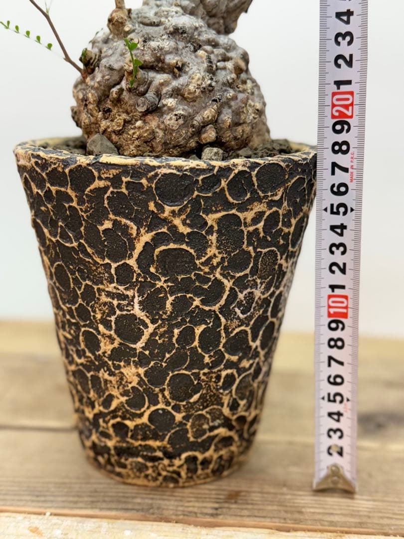 出品終了SALE。丸パキプス【発根済】【ボコ肌】【信楽焼】【作家鉢】