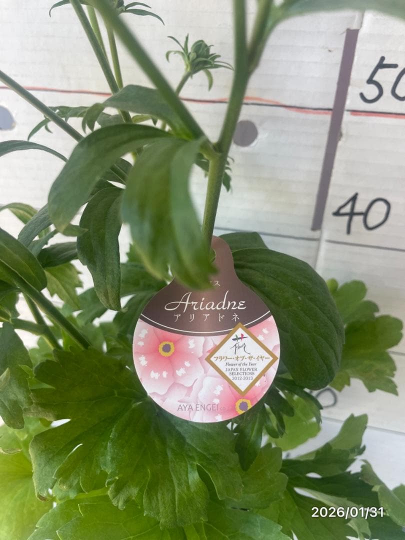 NEO　　ラナンキュラス ラックス 　6鉢