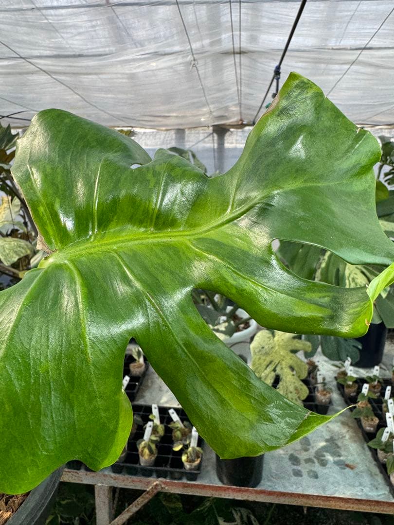 モンステラ　デリシオーサ　抹茶斑入り　グリーンオングリーン　美遺伝子株