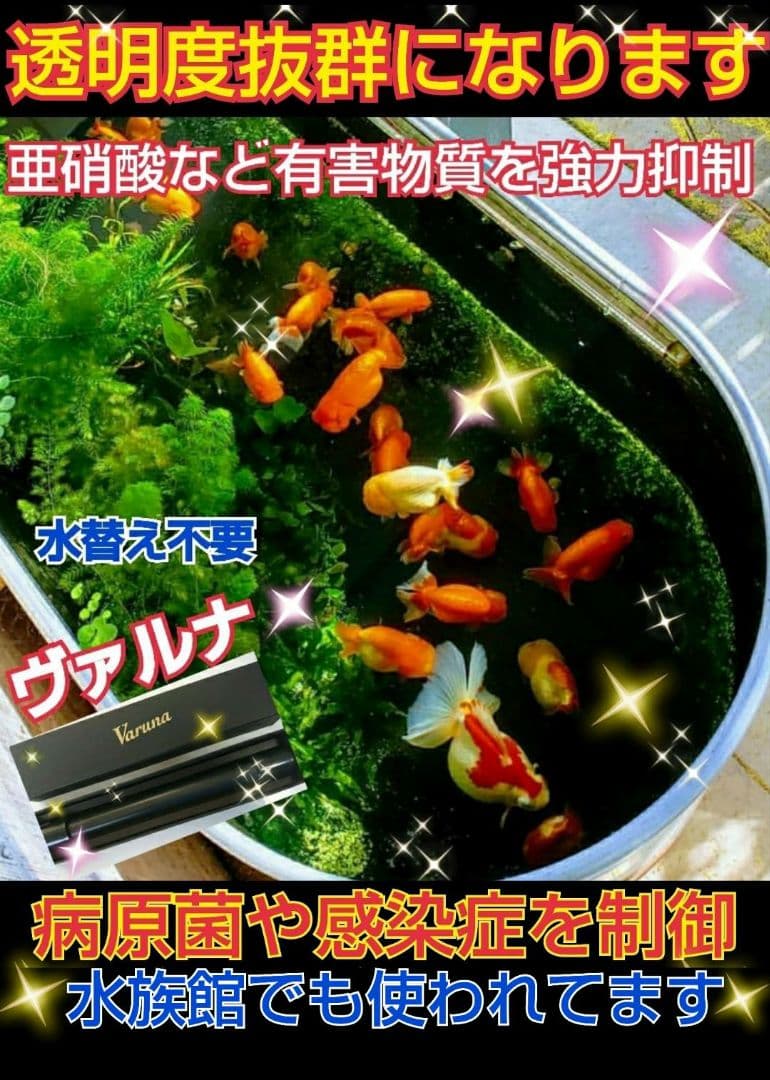 ヴァルナミニ　23センチ　水槽の透明度が抜群に！有害物質強力抑制！水替え不要に！
