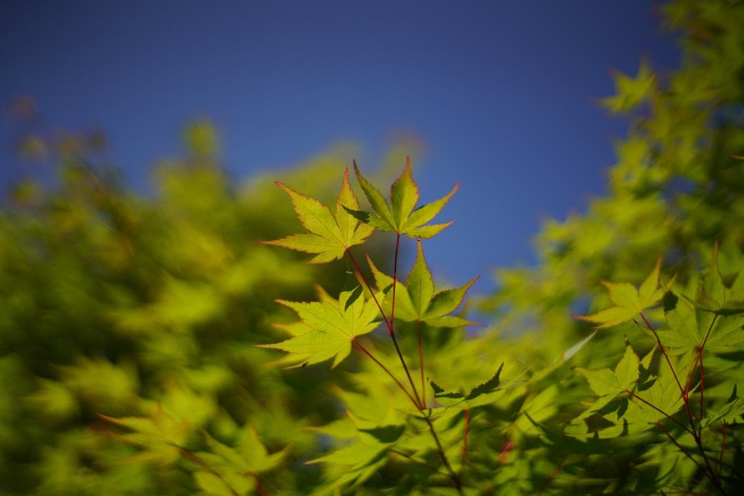 フィルムカメラ OLYMPUS OM-1N / F.ZUIKO AUTO-S 50mm F1.8
