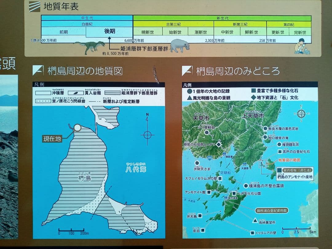 九州産　アンモナイト　プロテキサナイテス　超特大　希少　博物館展示級