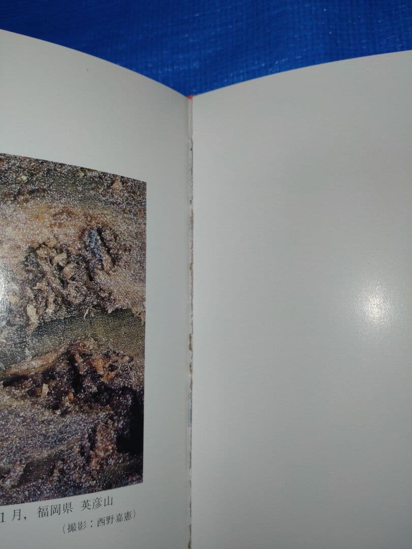 日本産クワガタムシ大図鑑　吉田賢治著　虫研