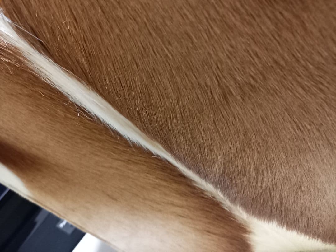 希少　メゾン　テルガス　フランス製　ガゼル　毛皮　スツール　ボックス