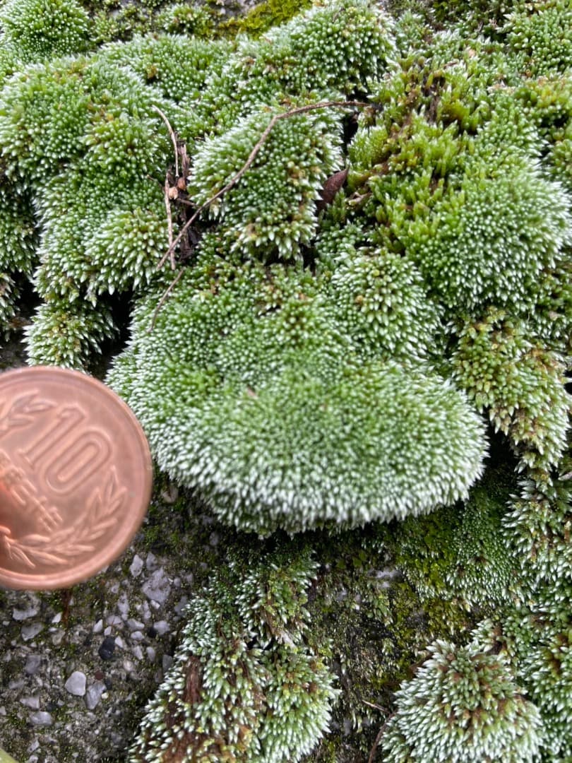 ギンゴケ　銀苔　生育状況確認用ページ