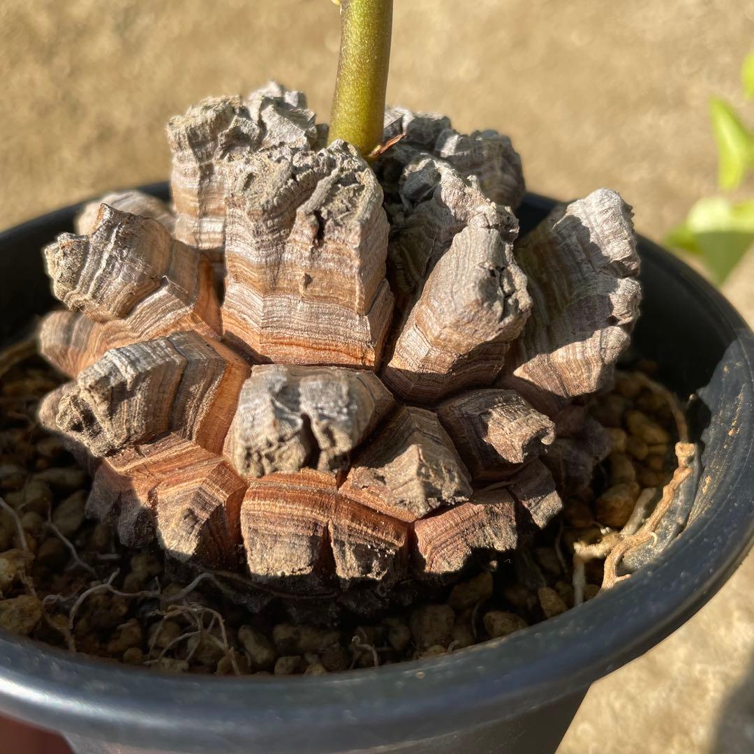 亀甲竜　4号鉢　ディオスコレア　塊根植物　観葉植物