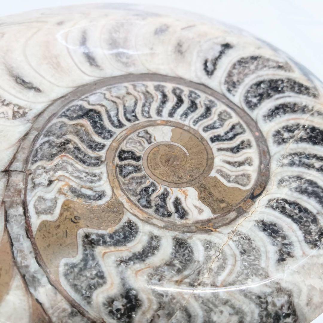 希少 アンモナイト 化石 標本 インテリア 置物 アンティーク
