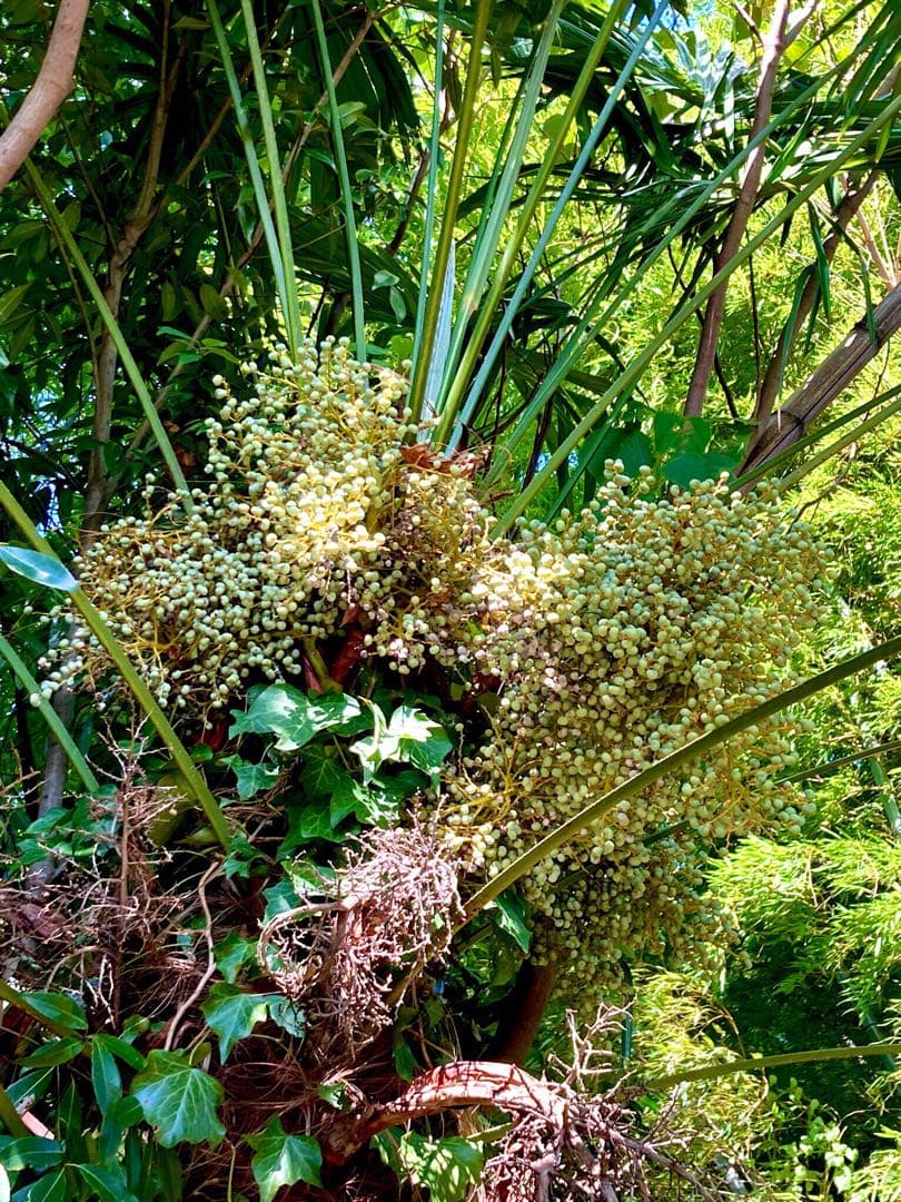 完売　希少＊高級花材【棕櫚の実＊シュロの実】花材/スワッグやリース素材に