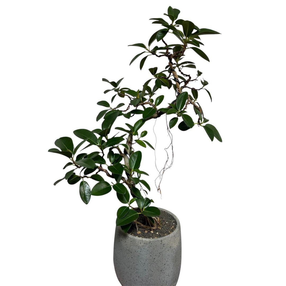 フランスゴム　曲がり　陶器鉢