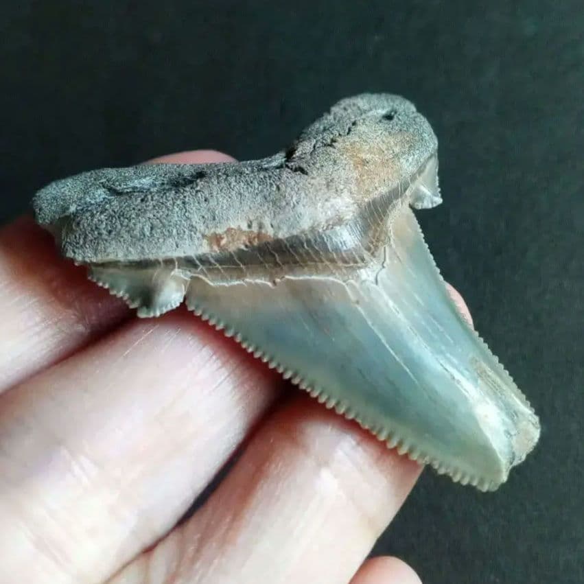 サメの歯化石　アングスティデンス　USA産　特大　希少種　極美麗