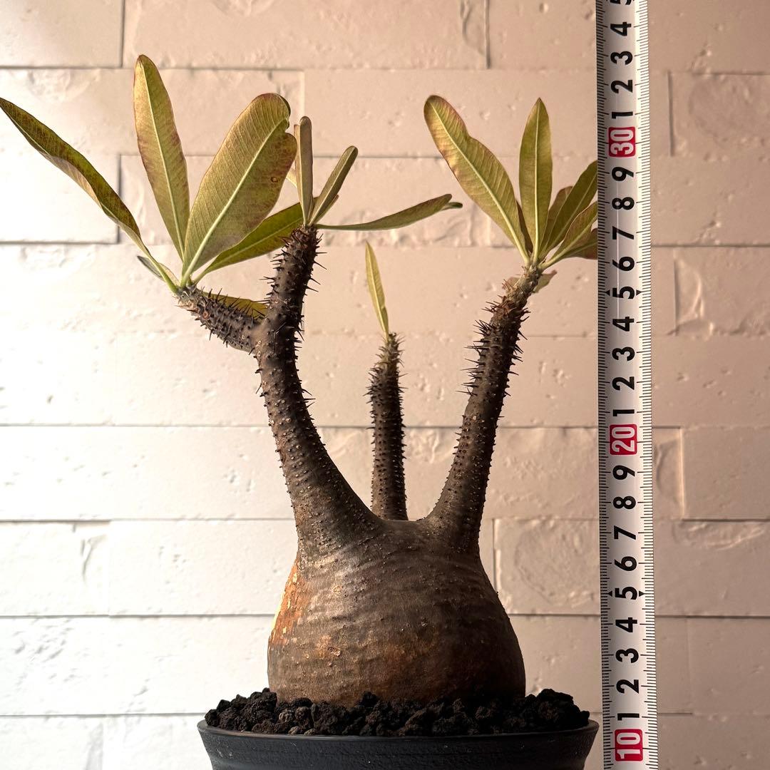 PG21 パキポディウム グラキリス 現地球 発根済