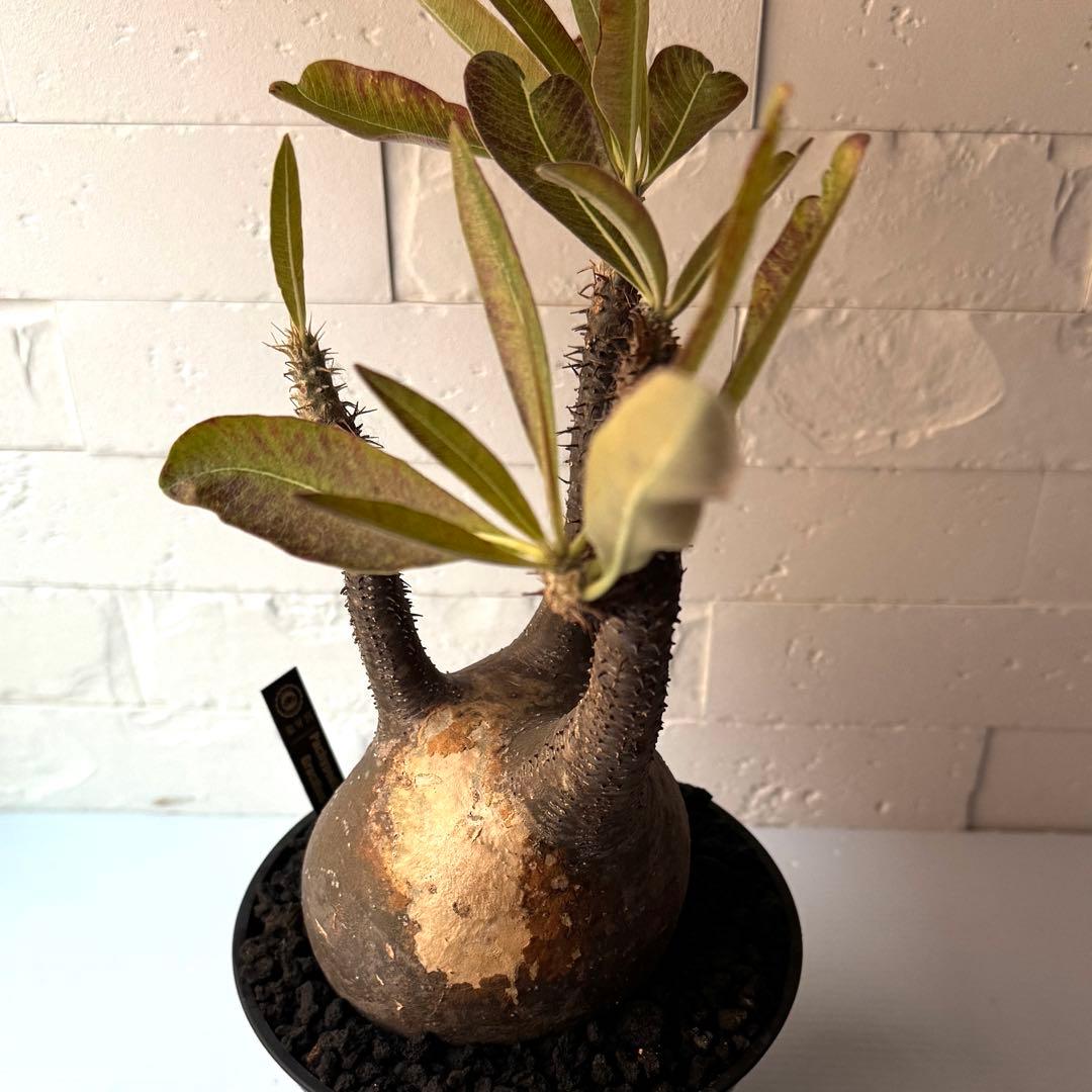 PG21 パキポディウム グラキリス 現地球 発根済