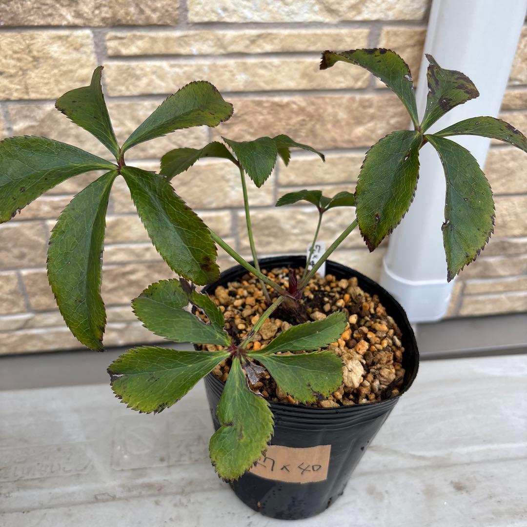 クリスマスローズ苗