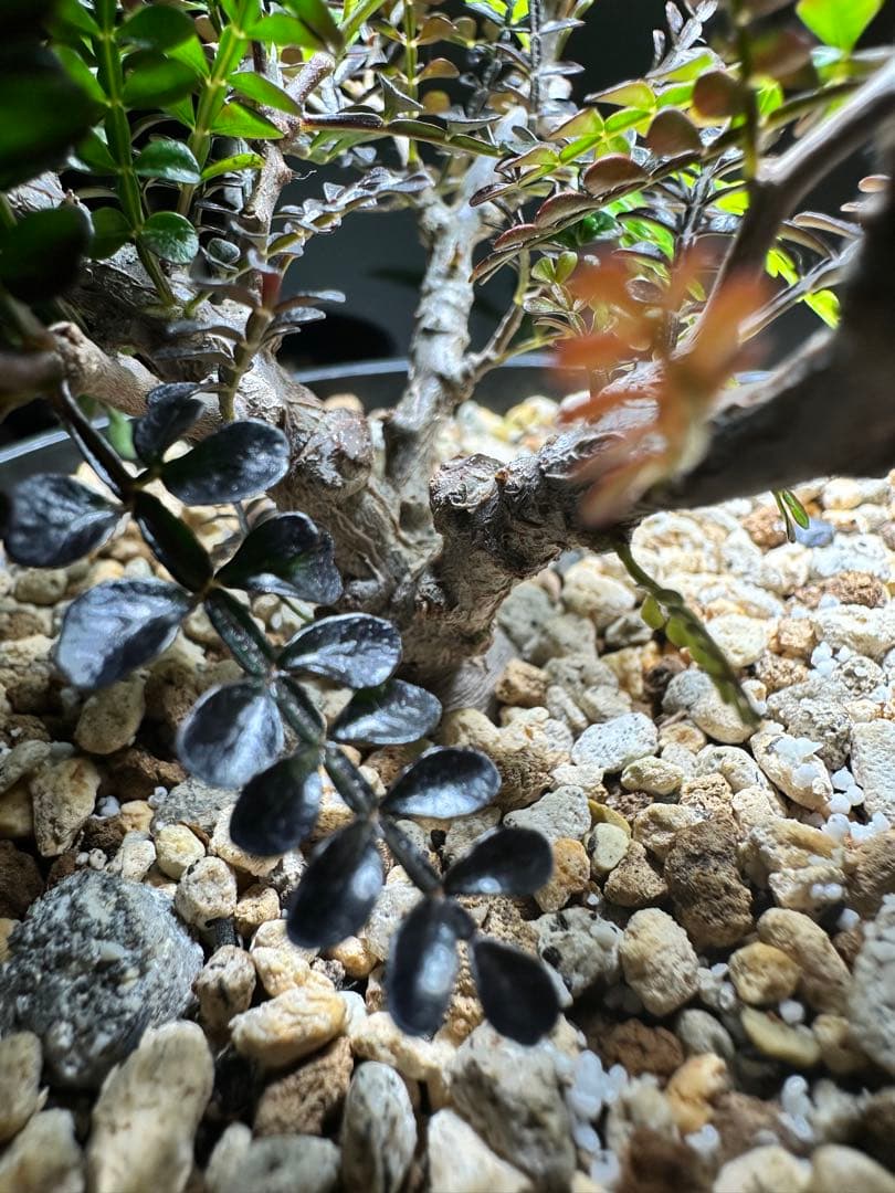 【樹形良好】 オペルクリカリア　パキプス　実生　4年