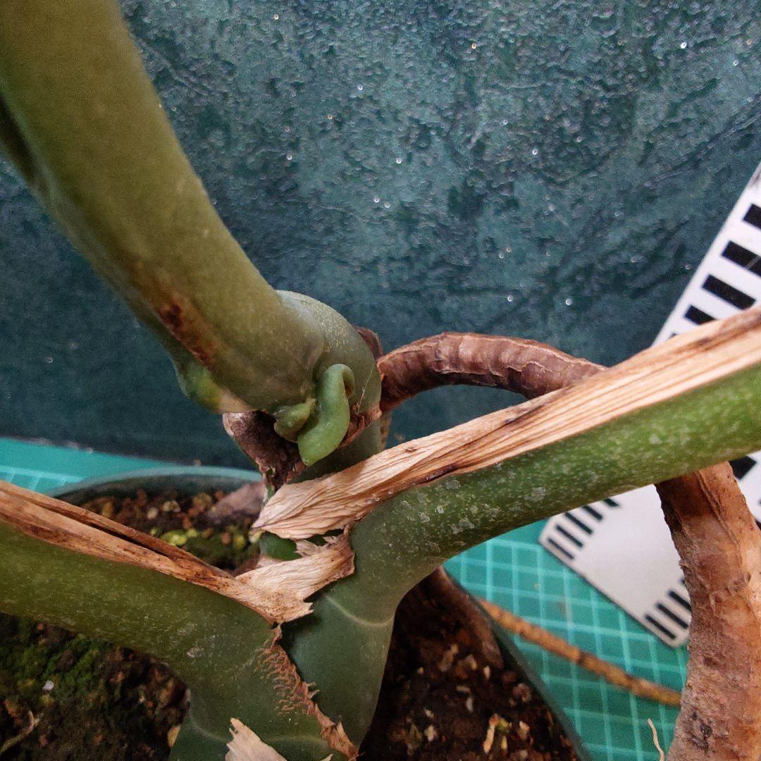 【美樹形】モンステラデリシオーサ　コンパクタ　本物ガチムチ穴あき　新葉割れ大