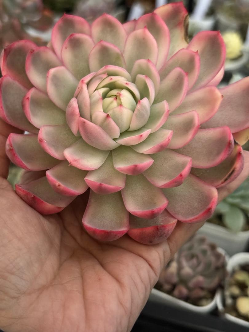 多肉植物　レア　ピンクブロリー錦　輸入苗　カット苗✨美斑✨