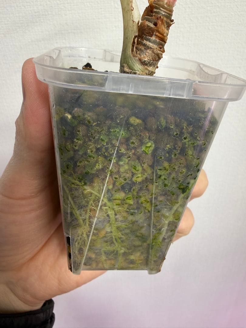 アロカシア　シンポバリエガータ変異個体とバンビーノピンク