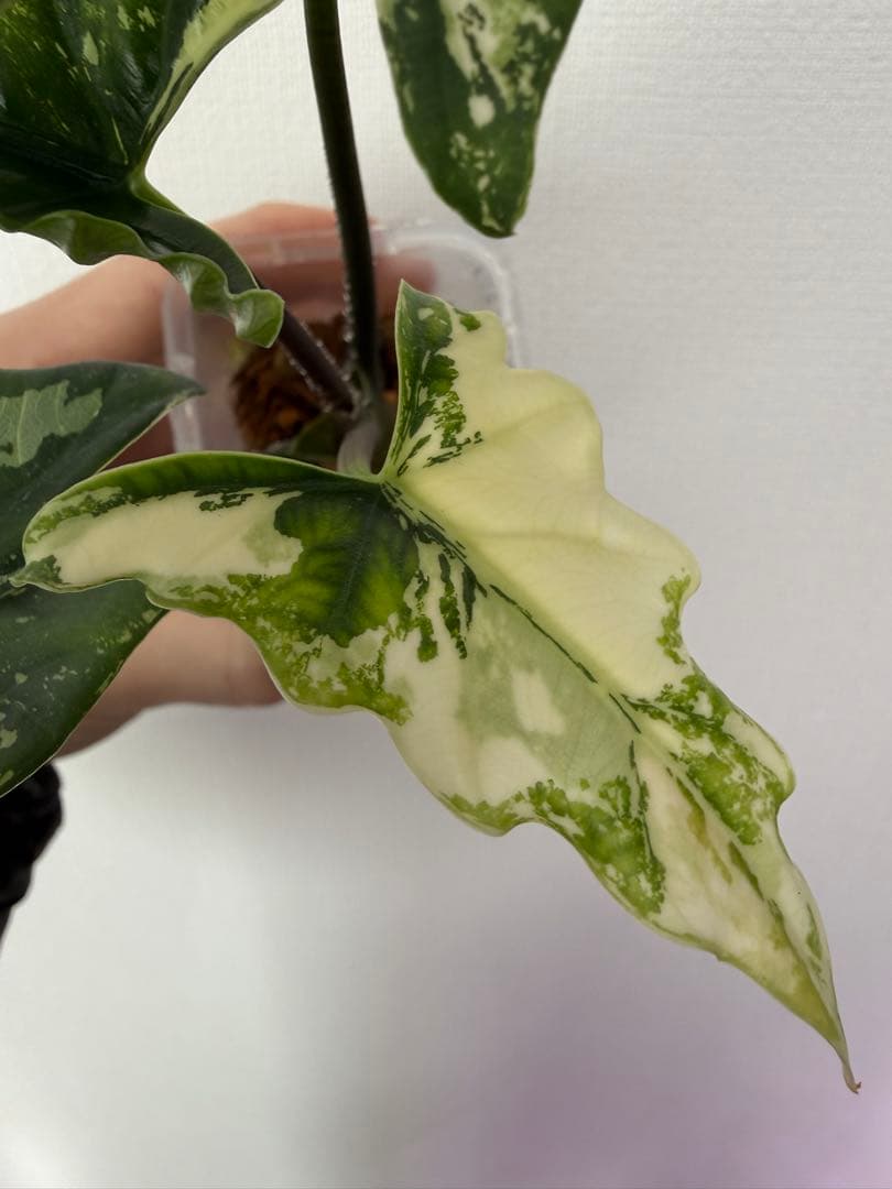 アロカシア　シンポバリエガータ変異個体とバンビーノピンク