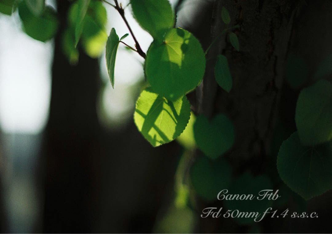 ★Canon FTb ブラック★FD f1.4★完動品＊美品＊初期保証＊作例多数