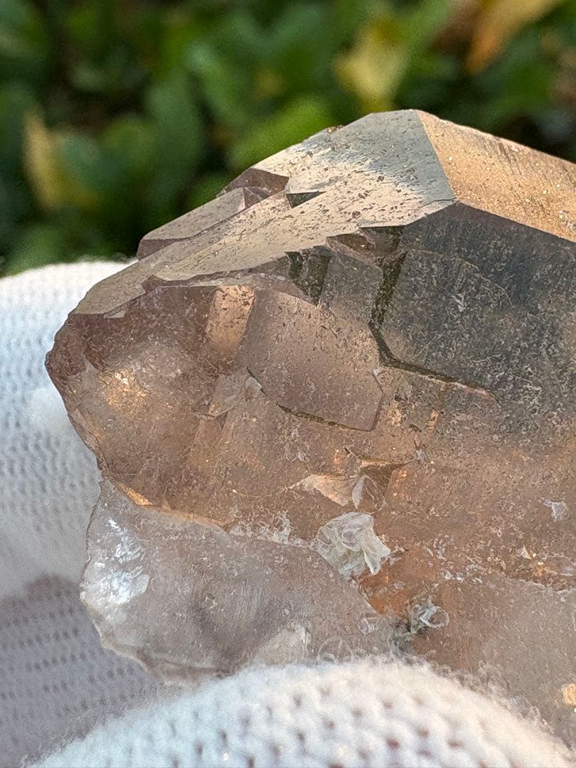 【匿名発送】パキスタン産スモーキーグインデル