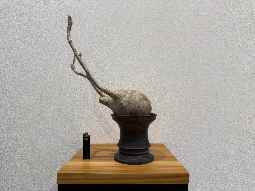 パキポディウム・グラキリス　池田佐一郎 鉢　2個セット