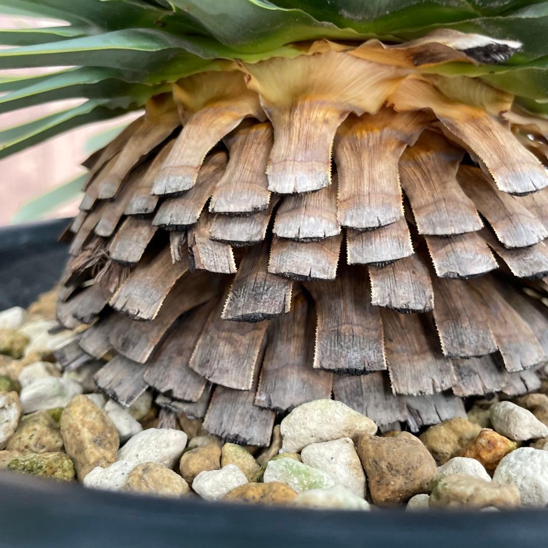 ユッカロストラータ　幹太　極上株