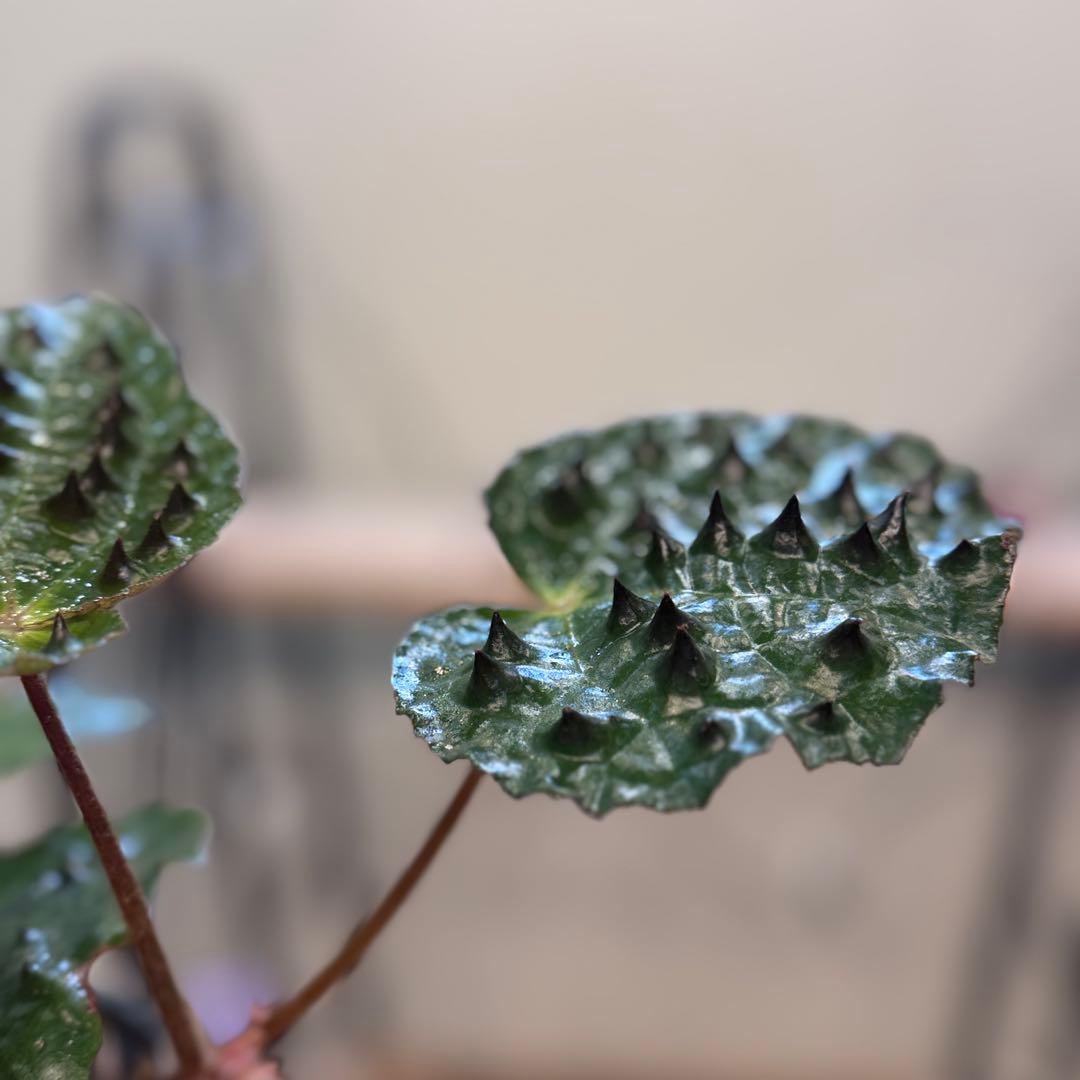 h*o様 26 ベゴニア　フェロックス　トゲトゲ　大きめ