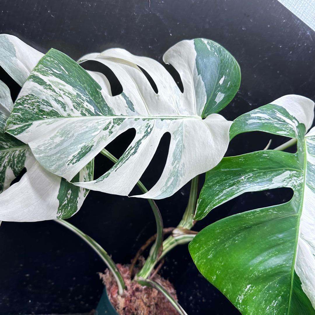 H*I様 斑入りモンステラ ホワイトタイガー極美大株53cm白斑多