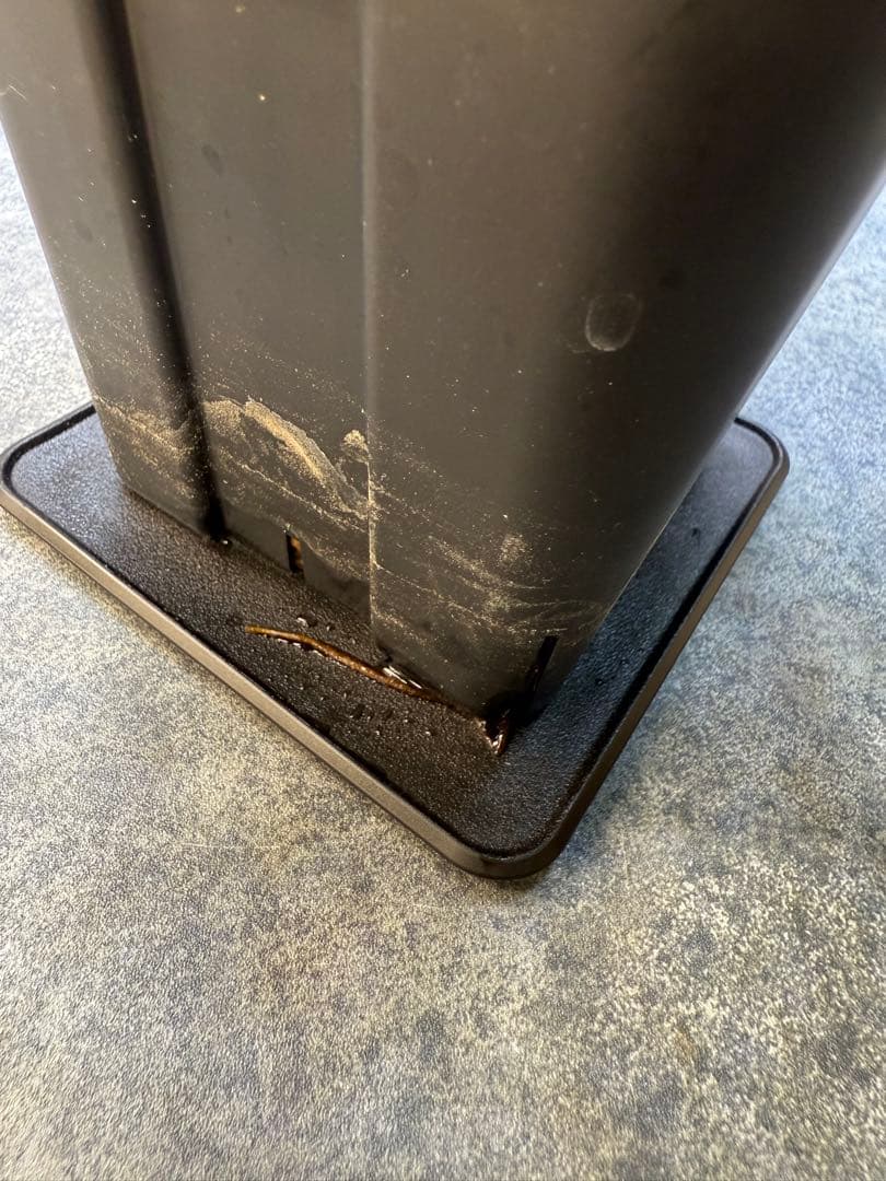 センナ　メリディオナリス　海外実生　発根済み　283