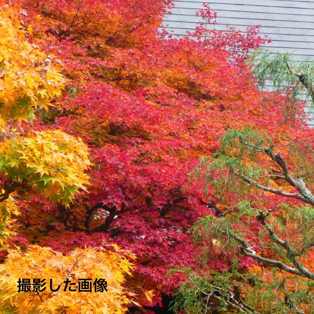 DMC-TZ85 ジャンク LUMIX Panasonic