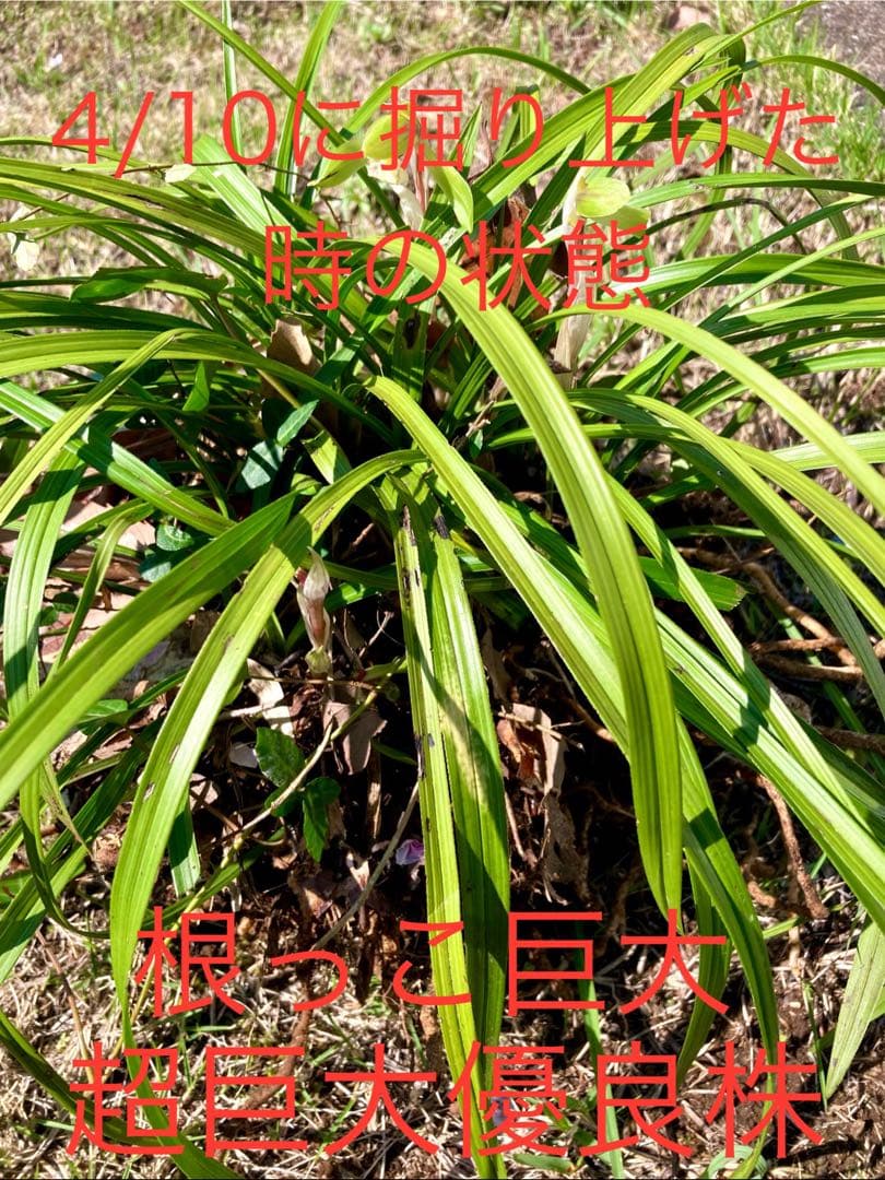 【天然野生の春蘭＊花芽9個の超巨大優良株/根が頑丈で抜群！】シュンラン＊日本春蘭