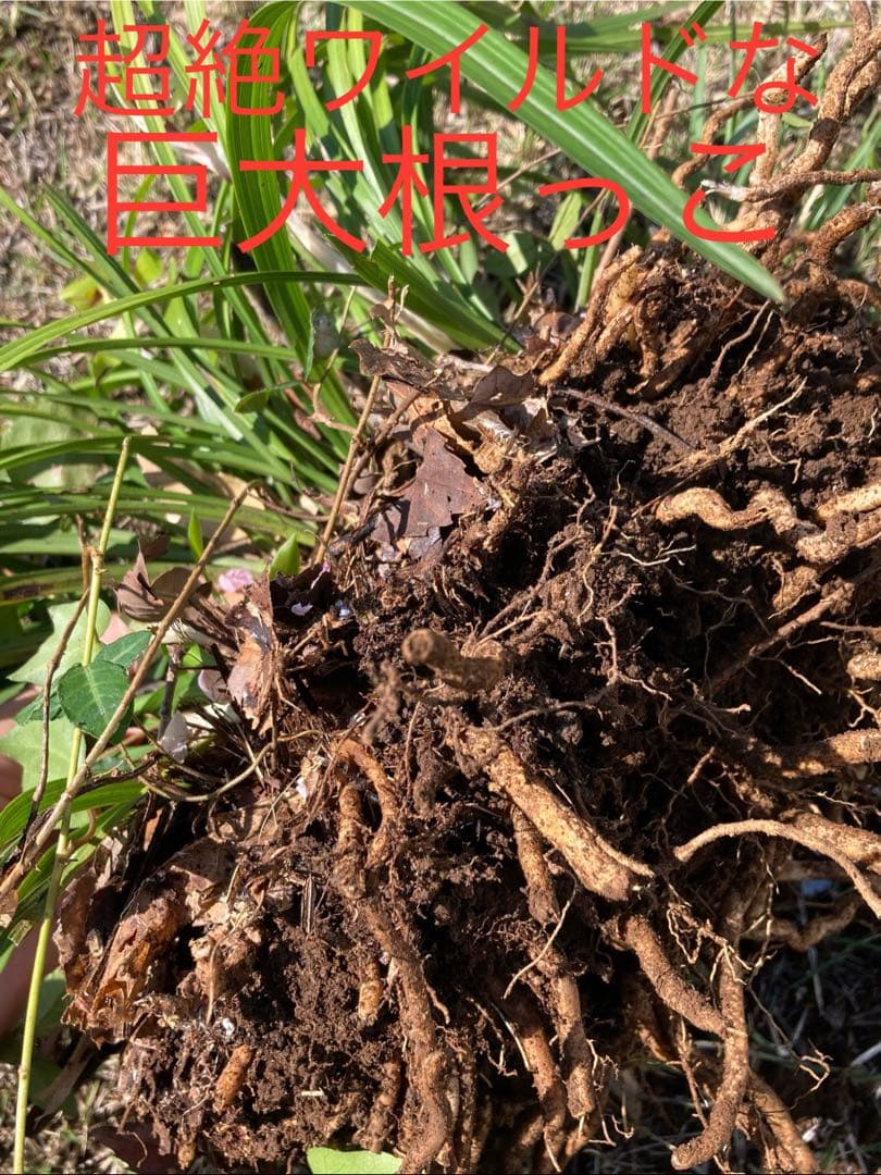 【天然野生の春蘭＊花芽9個の超巨大優良株/根が頑丈で抜群！】シュンラン＊日本春蘭