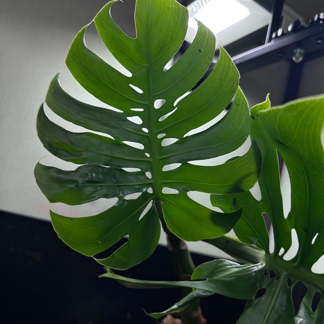 ご*ん様 モンステラデリシオーサマクロコズム超希少系統鉢植え58㎝