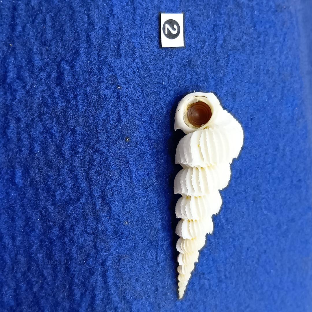 ②-1貝標本ヤエバイトカケ（蓋付）