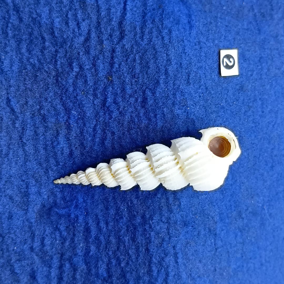 ②-1貝標本ヤエバイトカケ（蓋付）