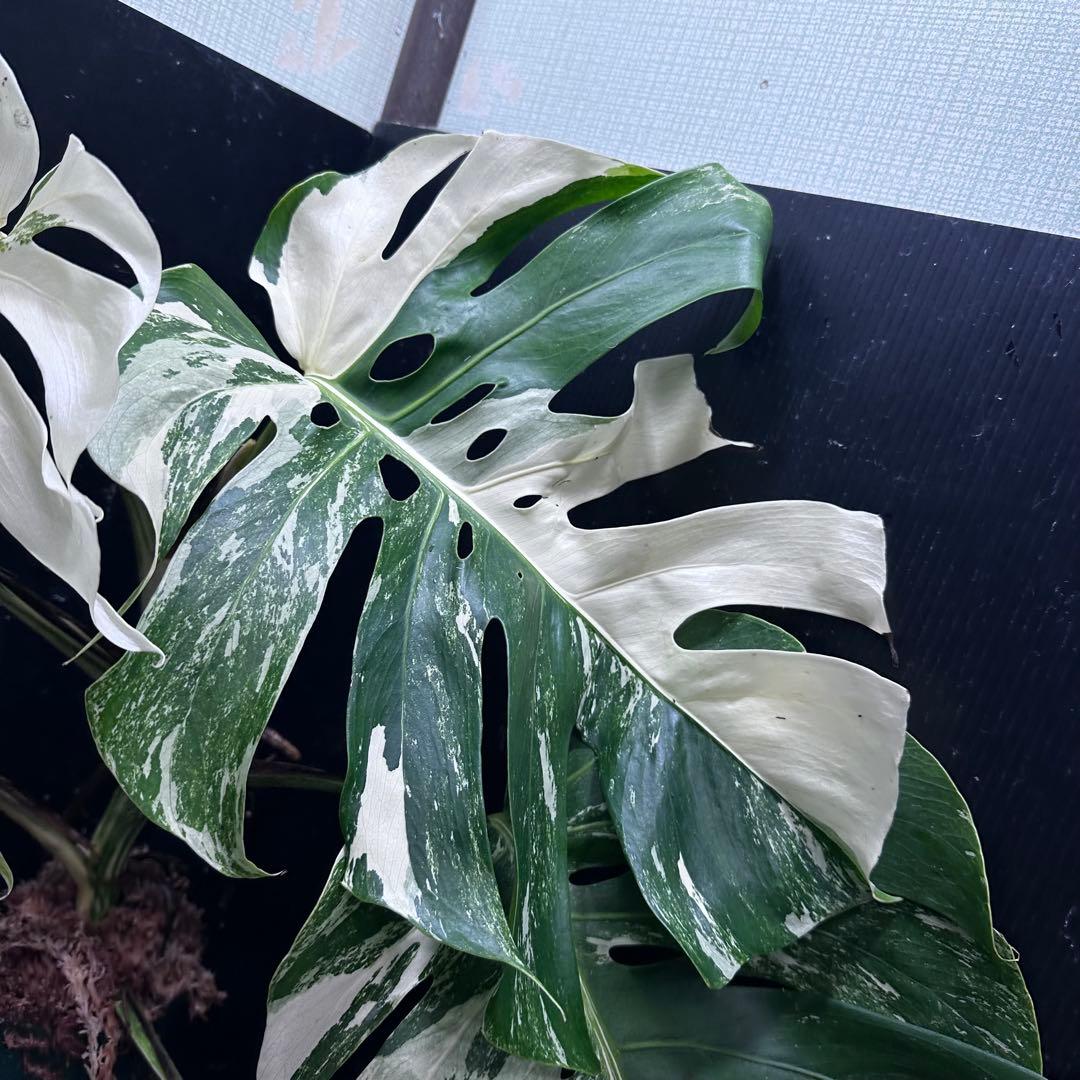 Y*様 斑入りモンステラ ホワイトタイガー極美大株61cm白斑多