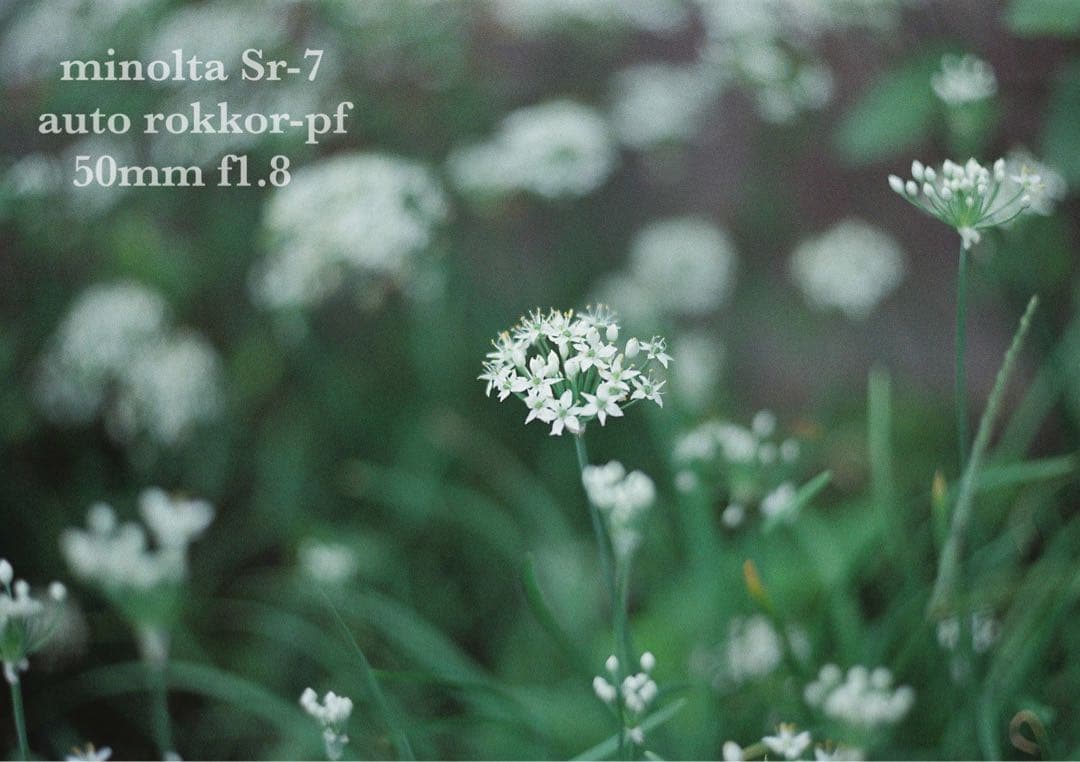 ★希少美品★minolta sr-7/緑のロッコールf1.8★完動品＊初期保証付