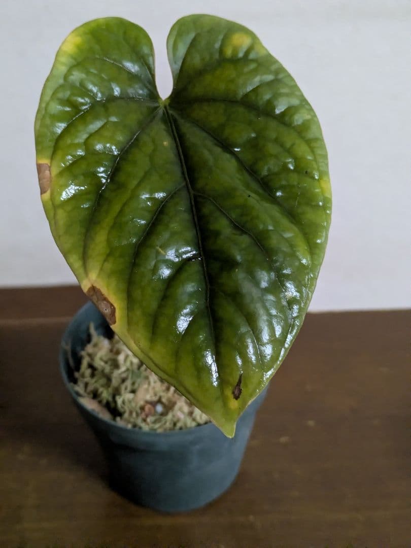 アンスリウム　デビリス　Anthurium debilis
