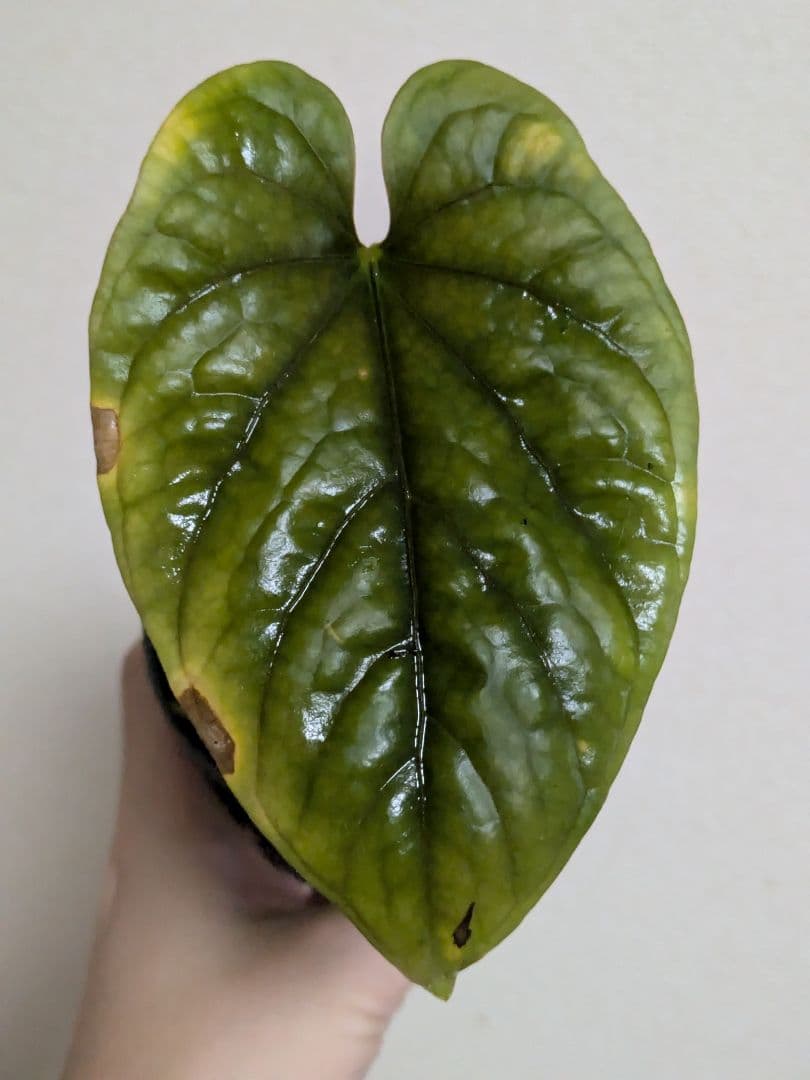 アンスリウム　デビリス　Anthurium debilis