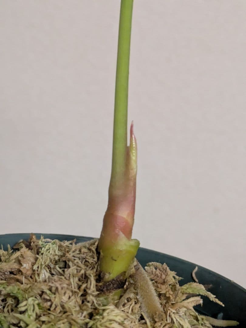 アンスリウム　デビリス　Anthurium debilis