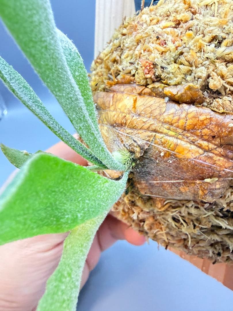 グレッチ　ビカクシダ　P. Willinckii 'Spur' pup