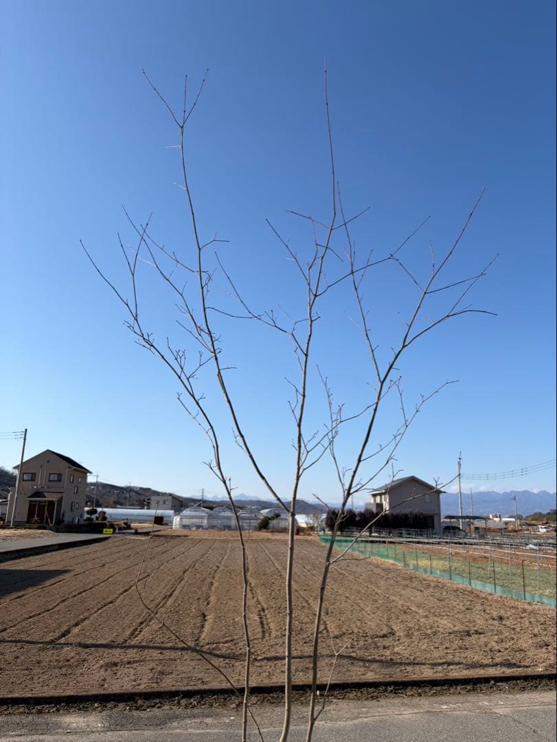 山採り コハウチワカエデ 自然樹形